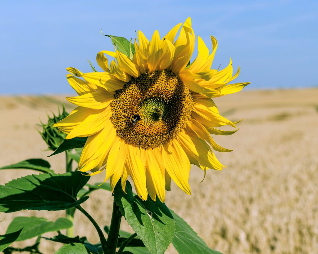 Bluetenkorn_Sonnenblume